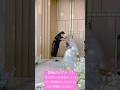 【感動のはずが…？】背の低いお母様に合わせて花嫁がかがむと会場が笑顔に包まれた.#結婚式 #結婚 #wedding #weddingday #weddingdress #shortvideo