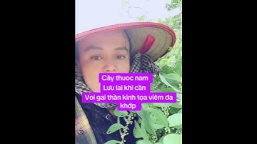 Cây thuốc nam cây cơm nguội voi gai thần kinh tọa