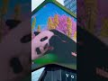 3d screen of panda in china🐼