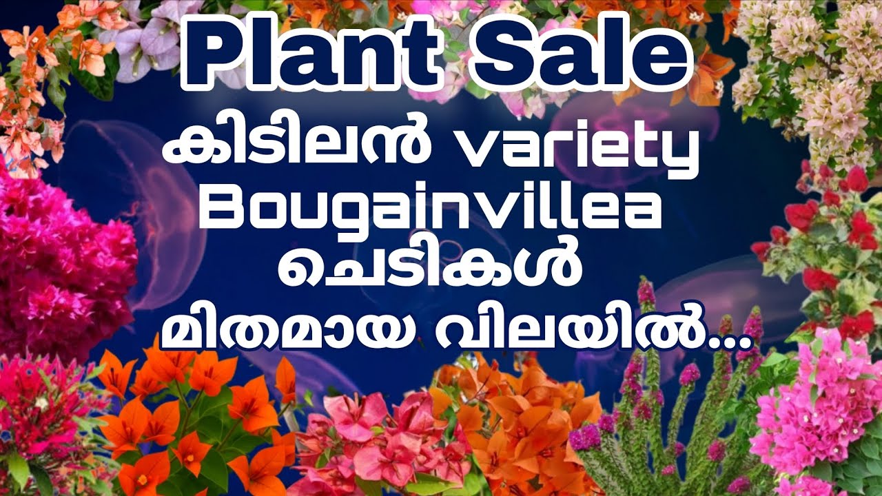 Plant sale...Super  Bougainville varities വേഗം തന്നെ സ്വന്തമാക്കൂ.... Check your corner 9744014235