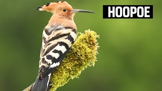 Hoopoe( background music )- eurasian hoopoe- hoopoe bird- hoopoes