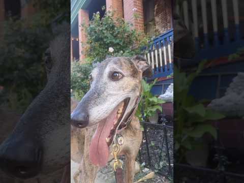 Reta The Galgo Goes Exploring Her New Neighborhood Hello Everybody