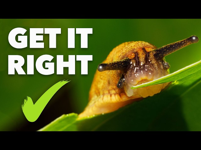 How to Stop Slugs Eating Your Plants (100% Organic) class=