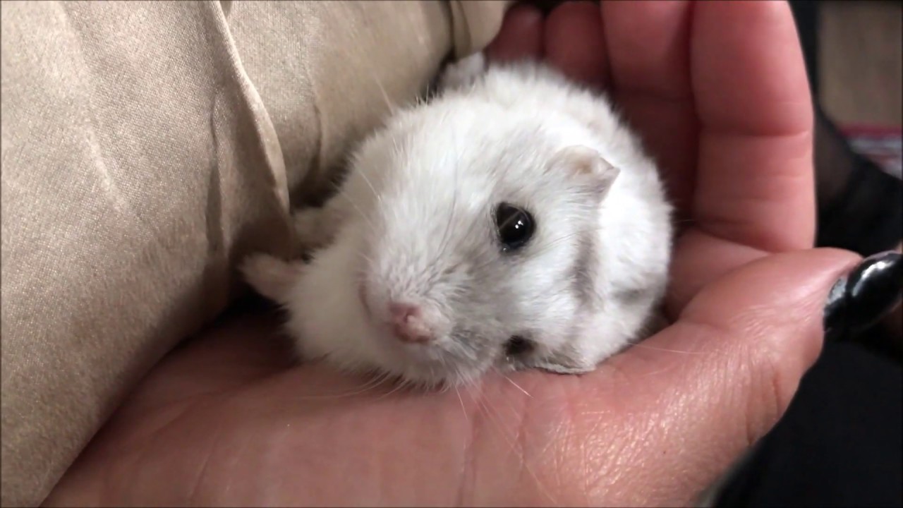 About Russian Dwarf Hamsters
