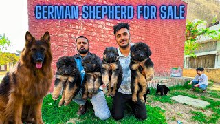 German shepherd for sale | Tollinton Market Lahore| Sunday Dog Market | Indian Dogs Cheapest Market