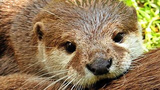 (4K) 'Otters: Nature's Playful Aquatic Wonders' by CuteQuartersTV 36 views 2 months ago 2 minutes, 34 seconds