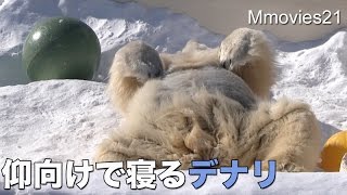 Polar Bears 仰向けで寝るデナリを見たリラ ホッキョクグマ親子