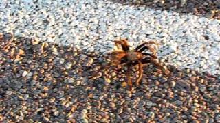 Tarantula In Big Bend National Park