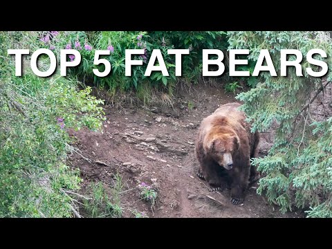 Top 5 Fat Bears - Katmai National Park