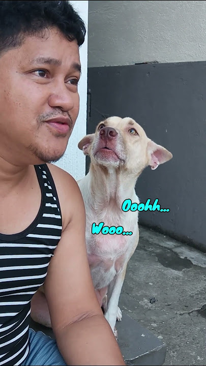 THE SINGING DOG THEO #dog #dogoftheday #dogshorts #theo
