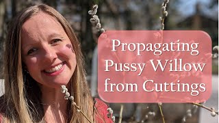 Create New Pussy Willows from Cuttings | Easy Propagation | Salix Discolor | Butterfly Host Plant screenshot 1