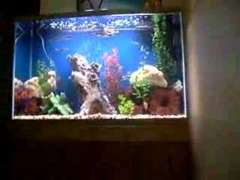 shakes 50 gallon high
