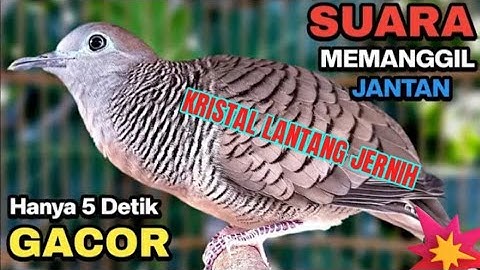 PERKUTUT LOKAL GACOR SUARA PALING AMPUH UNTUK PANCINGAN DAN PERANGSANG BUNYI BURUNG PERKUTUT