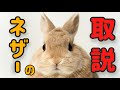 【ネザーランドドワーフのトリセツ】#34 うさぎの飼い方Vol.13