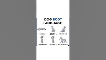[🐾 Unlocking Dog Body Language: Decode Your Pup