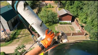 Арбористика‼️Удаление Наклоненной Березы 🌳 Arboristics!!️ Removal Of Inclined Tree 🌳