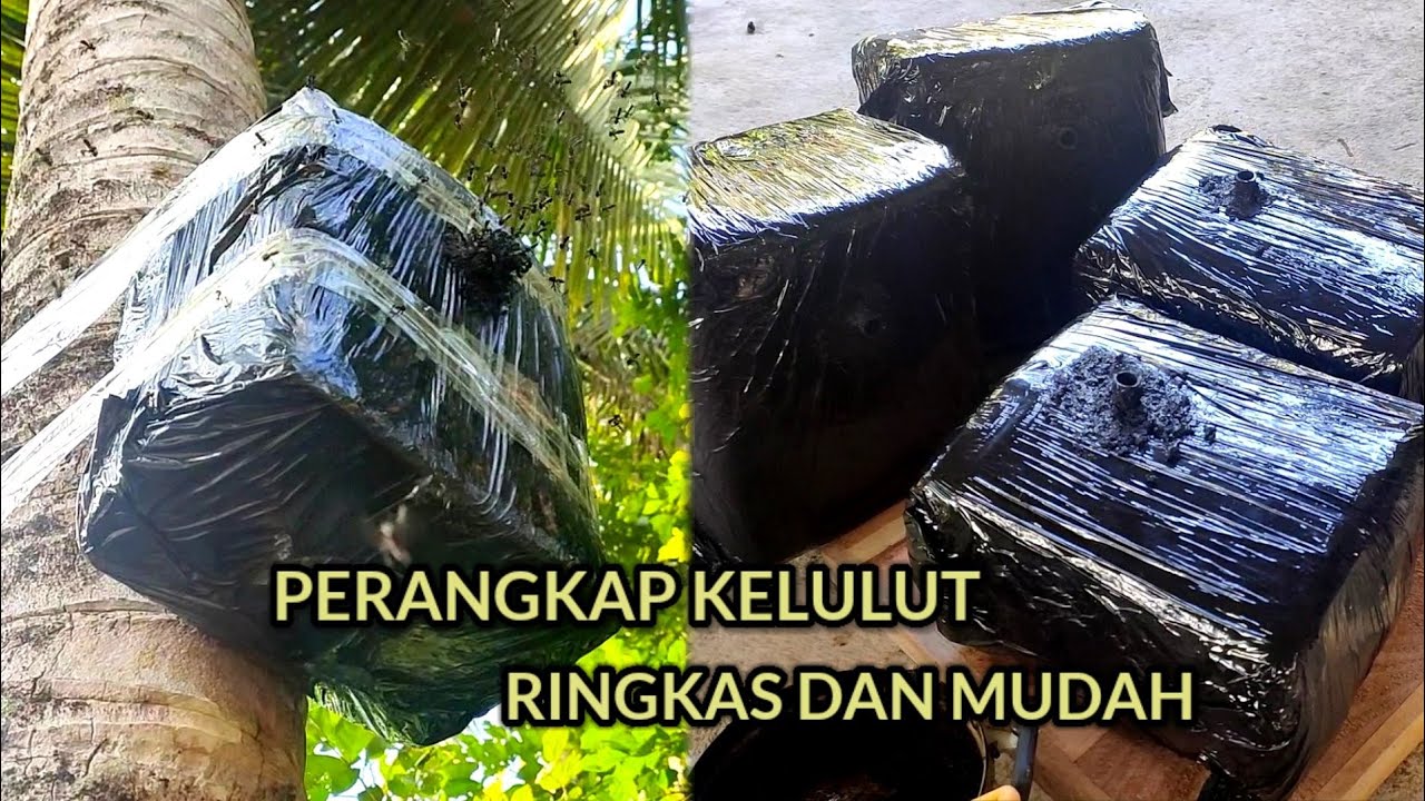 Cara buat perangkap lebah kelulut