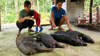 The family's pigs are sicks | How to handle sick pigs - Chúc Tòn Bình