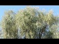 Душевна пісня Ой вербо ой вербо 