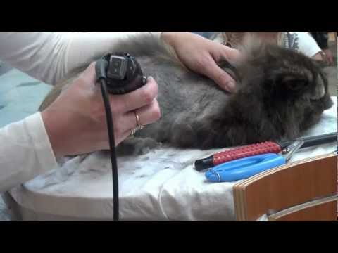 Video: Bivirkninger av anestesi hos katter