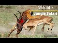       most dengers animals in jungle  harsh meghwanshi