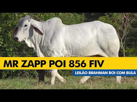 LOTE 22 - ZAPP 856