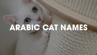 50 CUTE ARABIC CAT NAMES