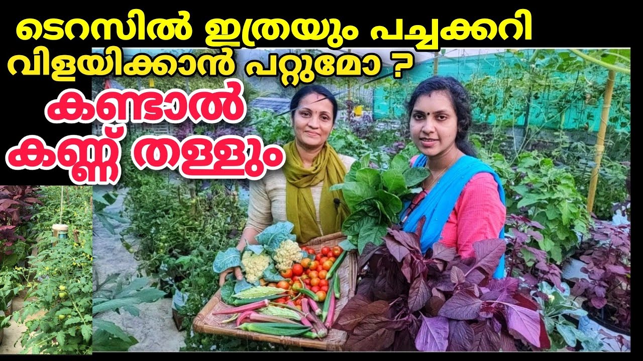 സംസ്ഥാന അവാർഡ് ജേതാവ് പ്രിയടീച്ചറുടെ അത്ഭുത മട്ടുപ്പാവ് കൃഷിയും വിളവെടുപ്പും Part 2 |Terrace farming