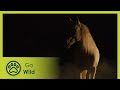 Horses: our hearts still beat as one | Go Wild