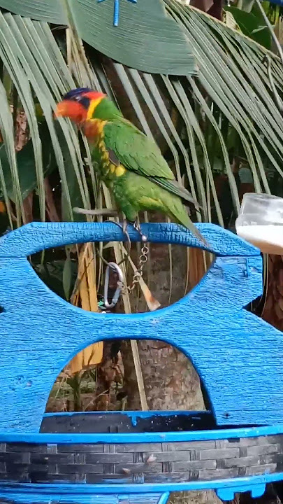 nuri dora suara paltem#shorts