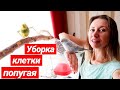 МОЁ СОДЕРЖАНИЕ ВОЛНИСТЫХ ПОПУГАЕВ🐥УБОРКА КЛЕТКИ