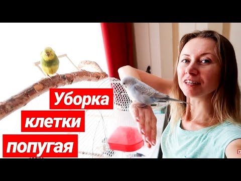 Вопрос: Как ухаживать за волнистым попугаем?