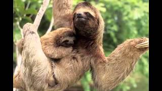 The Sloth Fast Facts by Dog Planet 64 views 8 years ago 1 minute, 12 seconds