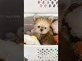 #몰키분양 #몰키 #몰키그램 #강아지분양 #인천애견분양 #디어마이펫 #멍스타그램