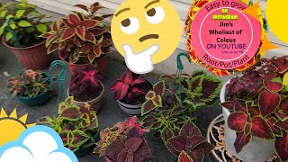 Which is  Best For Coleus???  SUN OR SHADE??