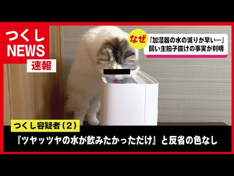 【速報】加湿器蒸発事件の真犯ニャンを目撃しました【関西弁でしゃべる猫】