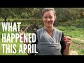 What happened this April? - Lots of bees, rain, and a new baby on our Portuguese homestead