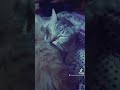 سيد الحبايب يا ضنيا انت