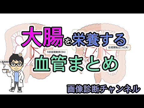 【まとめ】大腸(結腸・直腸)を栄養する血管（動脈）！