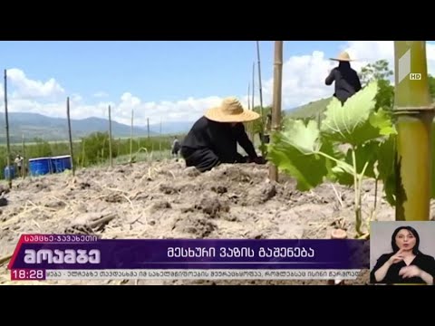 მესხური ვაზის გაშენება