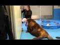 Orphaned walruses cared for at Alaska Sealife Center