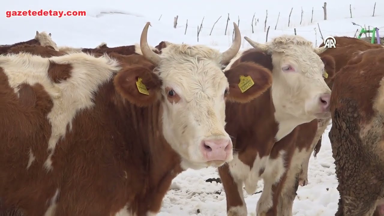 İstanbul’u bıraktı köyüne döndü, modern hayvancılığın öncüsü oldu