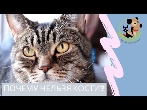 Кошка съела (украла) куриные кости, что делать?