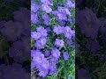 Bismillaahirrahmanirahim #shortvideo #shortsfeed #shortsviral #shorts #trending #trendingshorts #ali