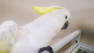Going home by NIGEL, THE COCKATOO and family 417 views 3 months ago 1 minute, 3 seconds
