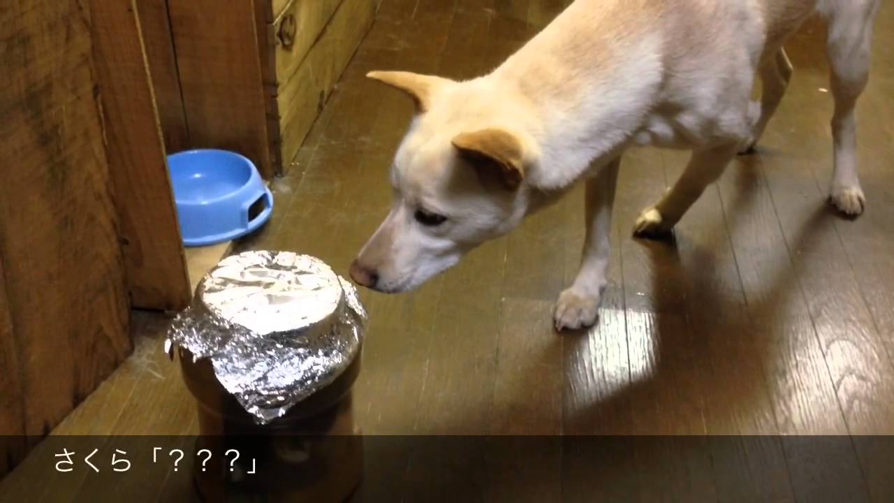 Blogpunyadindajp 70以上 トリビア 犬 熊 トリビア 犬 熊