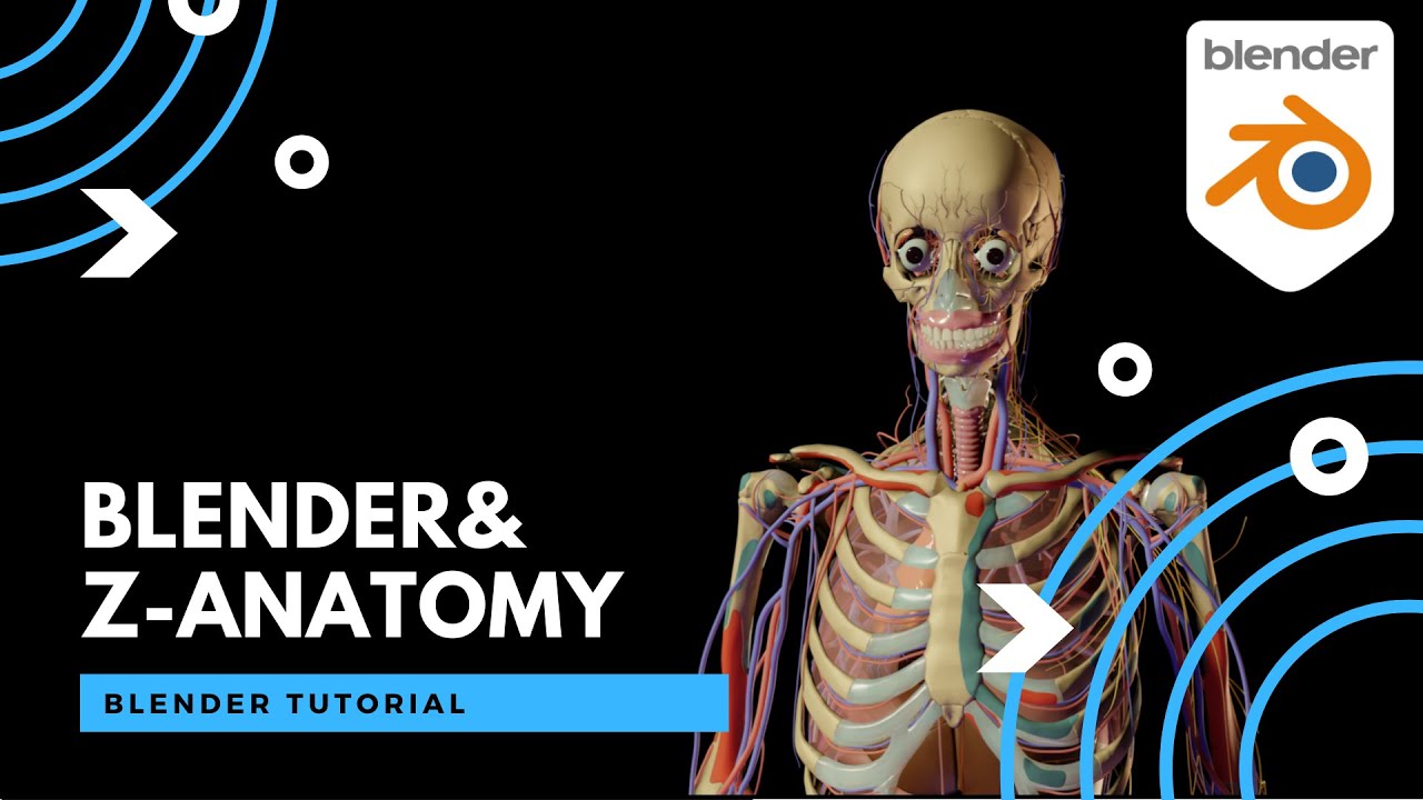 Human Anatomy Models using Z-Anatomy - Blender Tutorial -