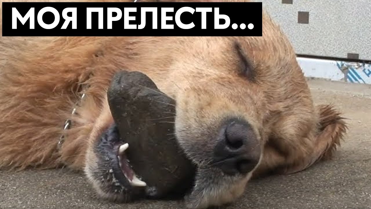 ЗАЧЕМ ПЁС ВЕСЬ ДЕНЬ НОСИТ В ЗУБАХ КАМЕНЬ? - YouTube