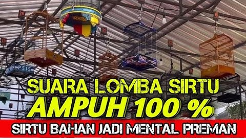 Suara Asli lomba SIRTU/CIPOH ‼️ Putar setiap hari untuk melatih mental burung  sirtu anda
