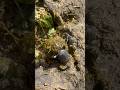 2 de 2. Ama, ama y ama y ensancha el alma #catterpillar #piedraseca #meadows #dungbeetle